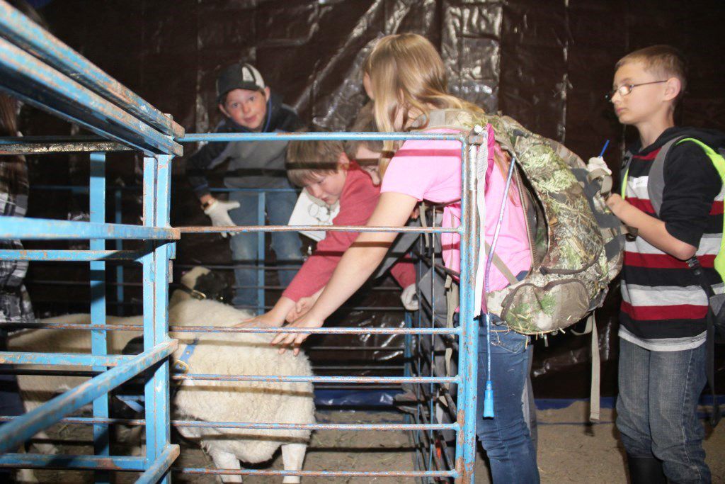 Livestock at Ag Day